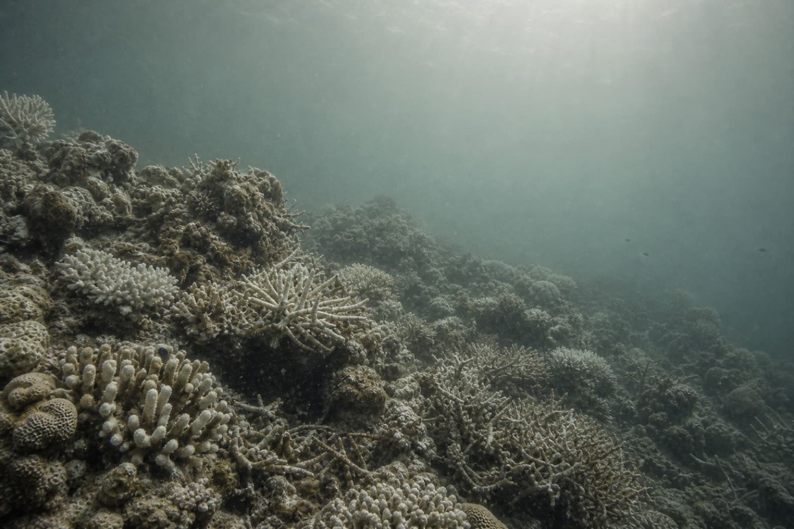 The same coral reef, bleached, broken and lifeless