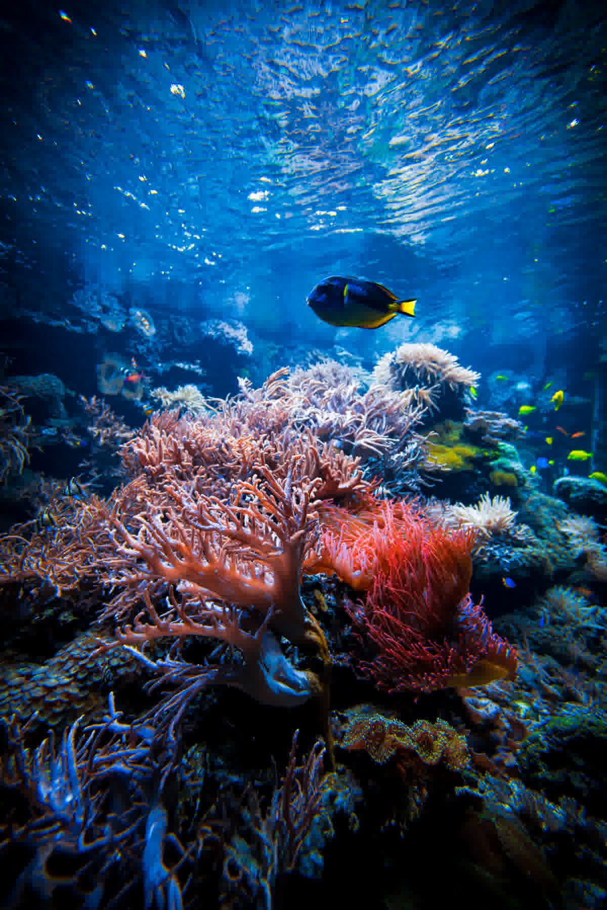 Coral Reef Conservation