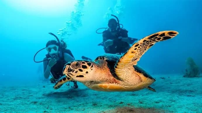 Open Water Diver
