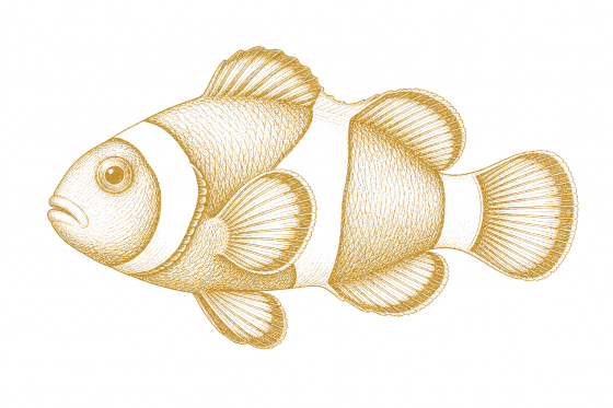 Clownfish