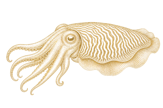 Cuttlefish