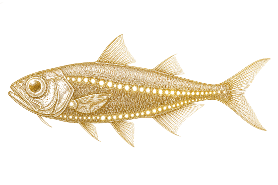 Lanternfish