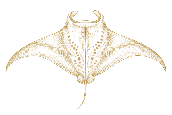 Reef Manta