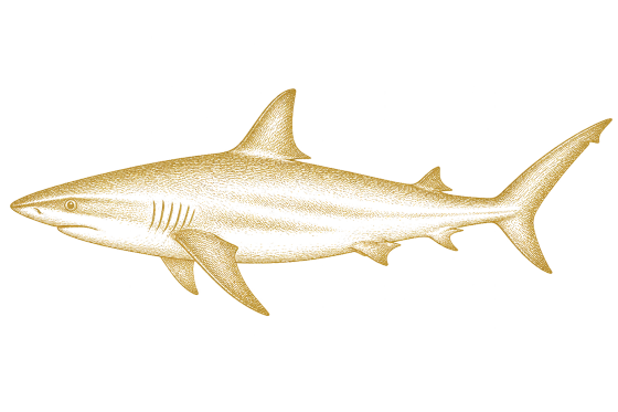 Reef Shark