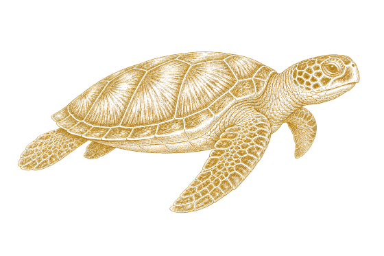 Green Sea Turtle