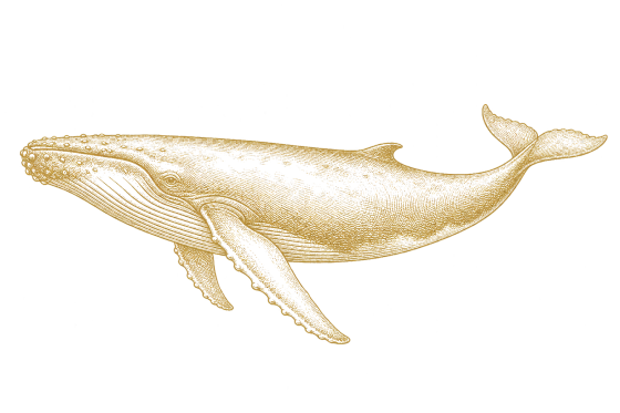 Humpback Whale